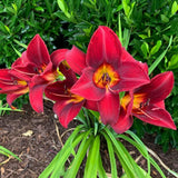 10 Red Daylily Roots, Hardy Perennial Flower for Garden Beds and Borders Planting, Easy Care, Ready to Grow