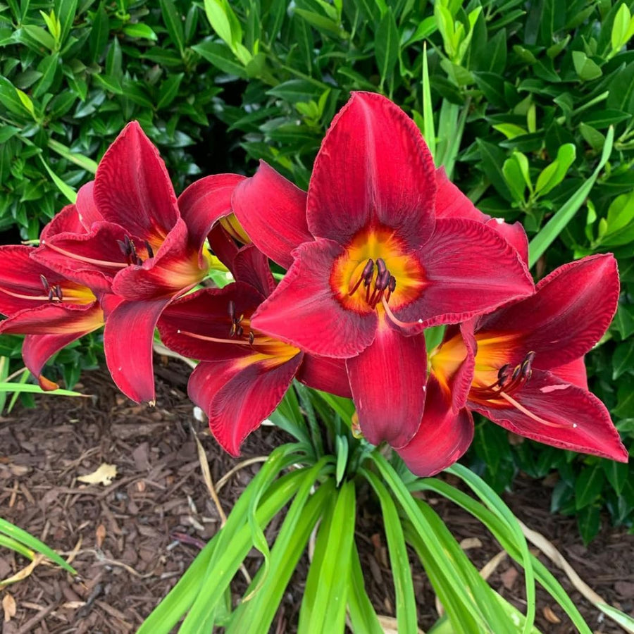 10 Red Daylily Roots, Hardy Perennial Flower for Garden Beds and Borders Planting, Easy Care, Ready to Grow