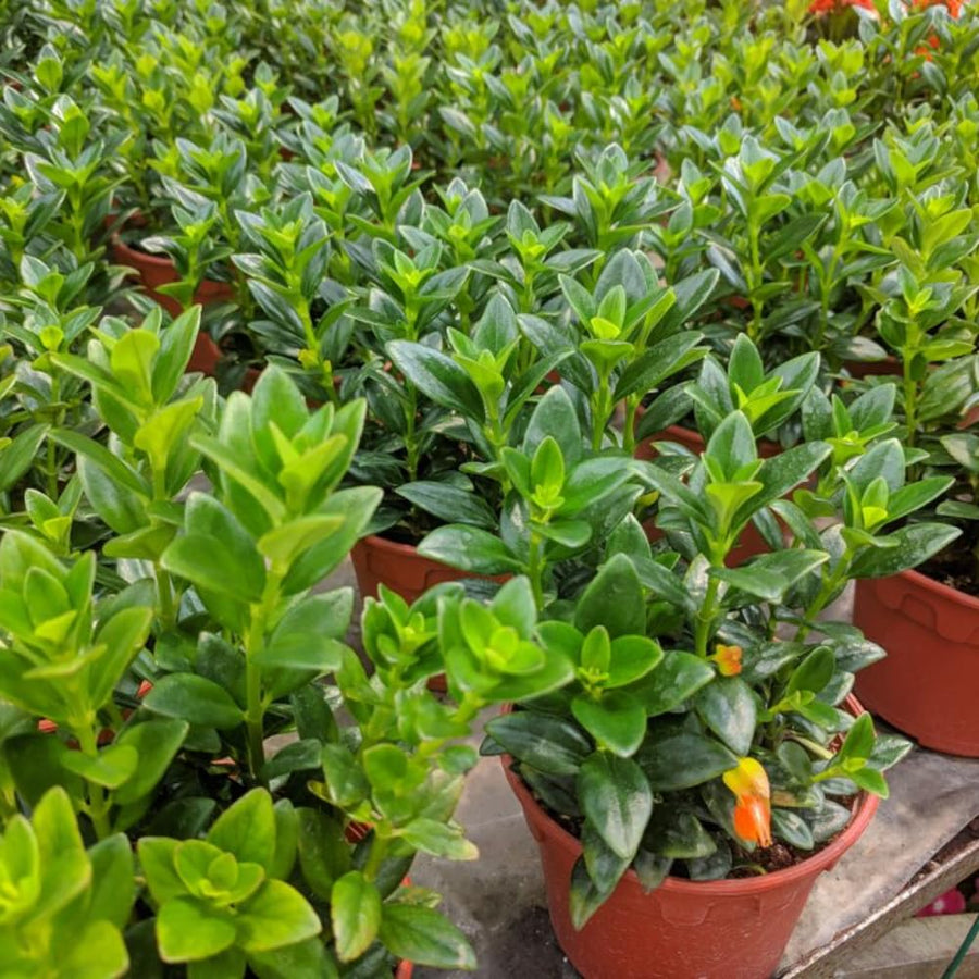 Trailing Goldfish Plant Live in 4" Pot, Tropical Houseplant for Hanging Baskets, Indoor Live Plant with Bright Blooms