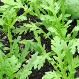 4000 Tan O Chrysanthemum Seeds, Edible Green Seeds, Growing Vegetable for Garden, Containers