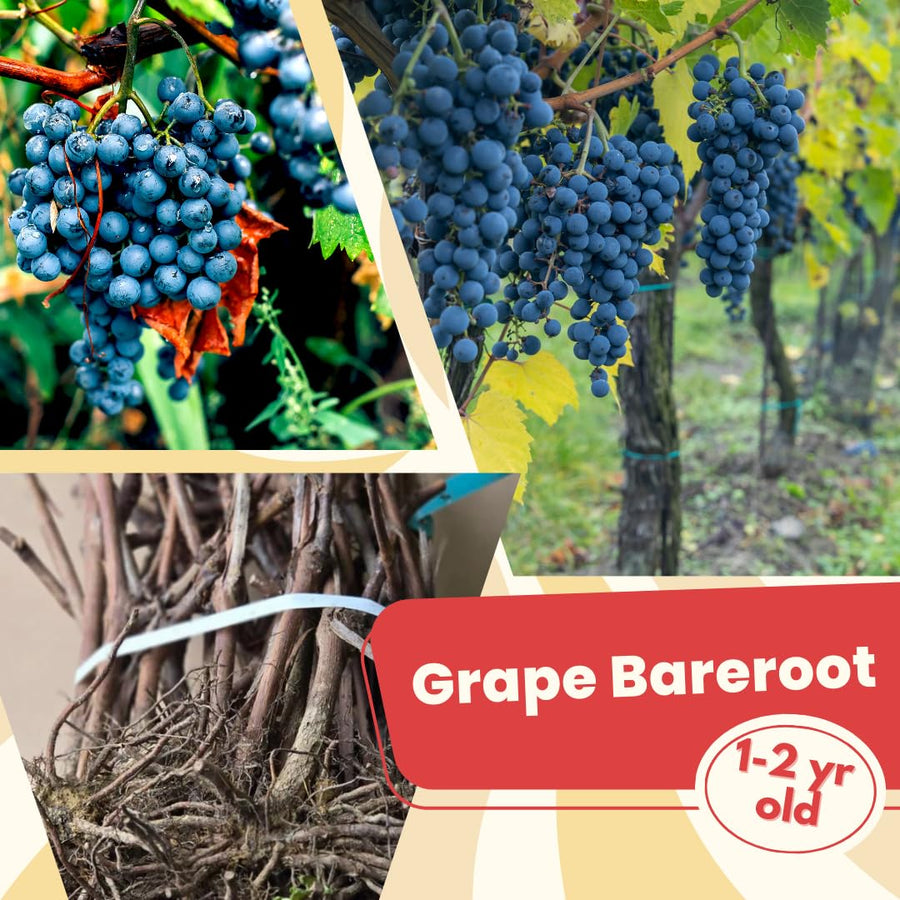 Blue Purple Grape Vine Plant, Bareroot 1-2 Years Olds, Grape Plant Live for Planting, Grape Fruits Tree Live Plant