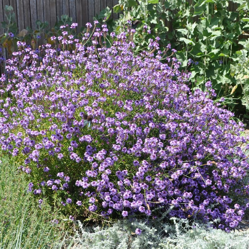 4 Lavender Verbena Plants Live, 5-9" Tall Hardy Perennial Flower Plants, Well-Rooted for Outdoor Planting