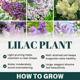 Common Lilac Bush Tree Live Plant 8-12 Inches Tall, Well Rooted Shrub in Quart Pot, Fragrant Spring Flowering Outdoor Plant (Purple Lilac)