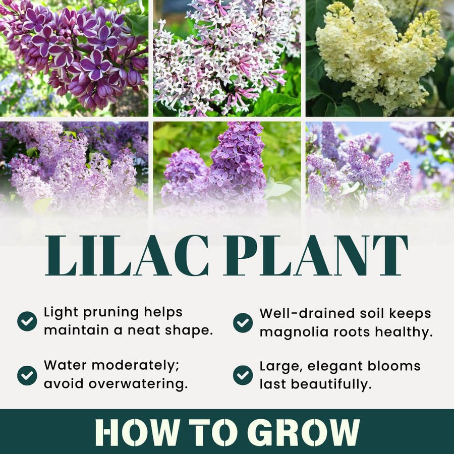 Common Lilac Bush Tree Live Plant 8-12 Inches Tall, Well Rooted Shrub in Quart Pot, Fragrant Spring Flowering Outdoor Plant (Purple Lilac)