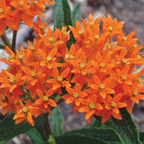 2 Butterfly Milkweed Plants Live, Asclepias Tuberosa Plant, Orange Milkweed Flower Plant for Planting Indoor Outdoor Garden