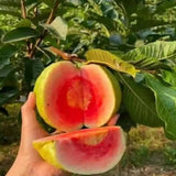 Guava Plant Live, 6-10 Inch Tall, Tropical Guava Tree in 4” Pot for Indoor or Outdoor Growing (Pink Guava)