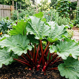 Combo 100 Red Rhubarb Seeds for Planting, Rhubarb Vegetable Seeds for Outdoor Garden Growing