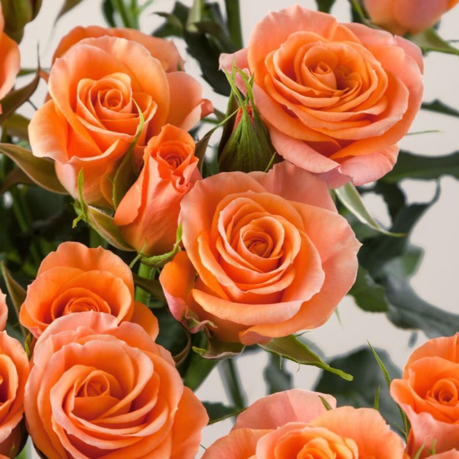 Mini Rose Bush, Miniature Rose Flowers in 3'' Pot, Compact Flowering Rose for Indoor Outdoor Gardens and Containers (Orange Roses)