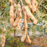 Tamarind Tree Live Plant in 4 Inch Pot, 6-10 Inches Tall for Outdoor Growing, Tropical Fruit Tamarind Plants