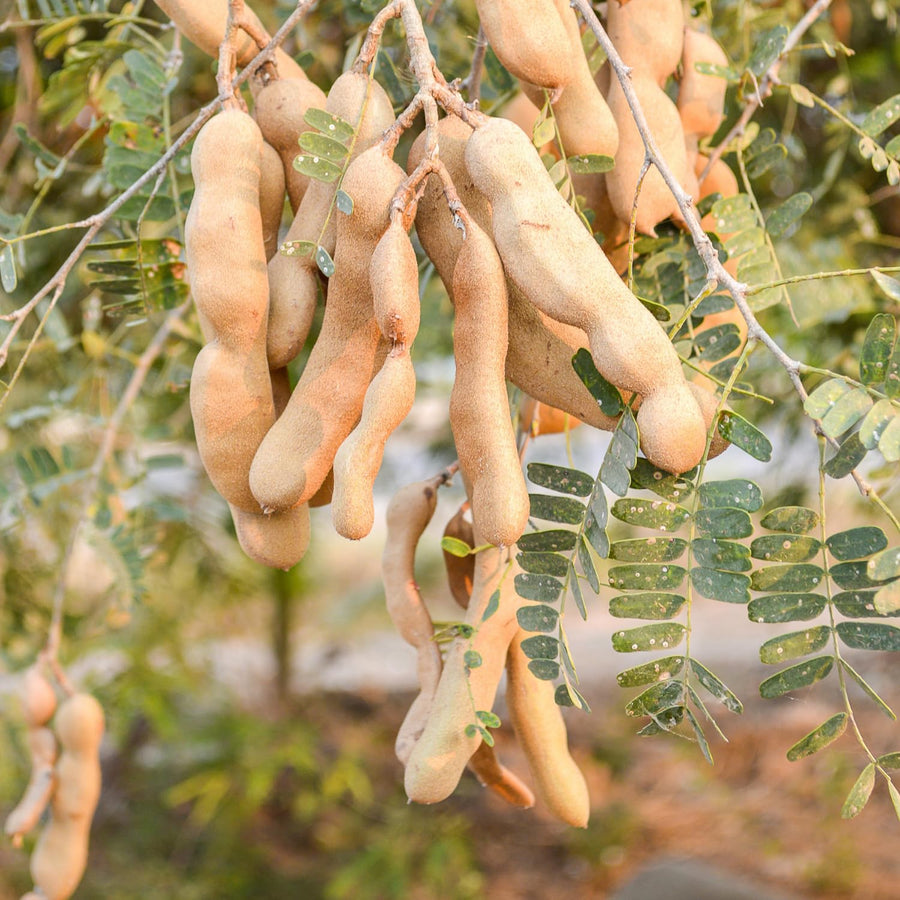 Tamarind Tree Live Plant in 4 Inch Pot, 6-10 Inches Tall for Outdoor Growing, Tropical Fruit Tamarind Plants