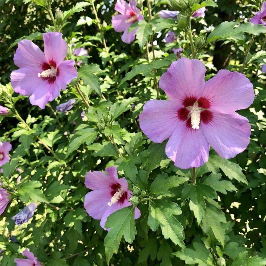 Set 10 Rose of Sharon Seeds for Planting, Purple Pink Hibiscus Shrub, Long Blooming Perennial, Rose of Sharon Flowers for Indoor Outdoor Growing