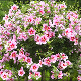 Pink Rose of Sharon Plant in Quart Pot, Hardy Hibiscus Flowering Shrub, Vibrant Outdoor Althea Plants, Fast-Growing Perennial