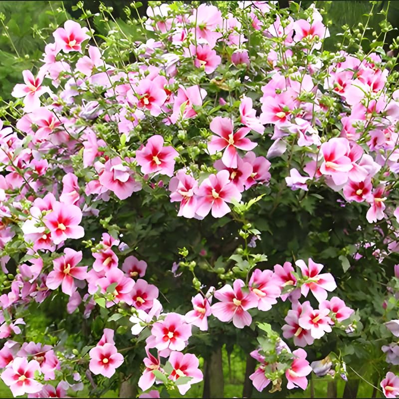 Pink Rose of Sharon Plant in Quart Pot, Hardy Hibiscus Flowering Shrub, Vibrant Outdoor Althea Plants, Fast-Growing Perennial