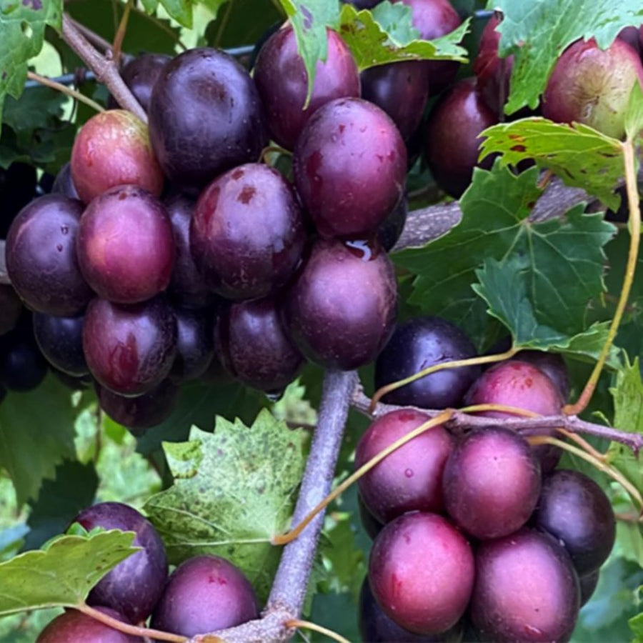 Sweet Muscadine Grape Vine Plant Live for Planting, Live Grape Tree, 4" Pot, Grape Fruit Tree for Planting
