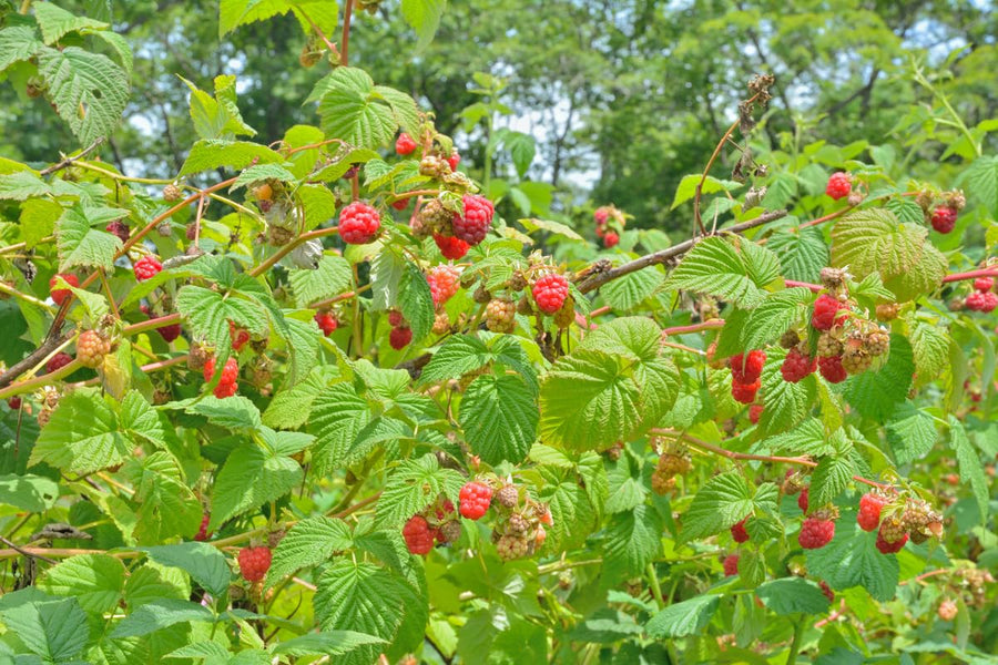 2 Raspberry Plants Live for Planting, 5 to 7 Inc Long, Raspberry Bushes Live Plants Outdoor Growing, No Pot