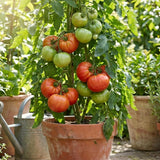 Set 1000 Beefsteak Tomato Seeds, Beefsteak Tomato Plant Live, Large Tomatoes Seeds for Outdoor Gardening