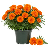 Orange African Marigold Plant 6-10 Inches, 4 Inch Pot, Hardy Marigold Flowers, Live Flowering Garden Plant for Planting