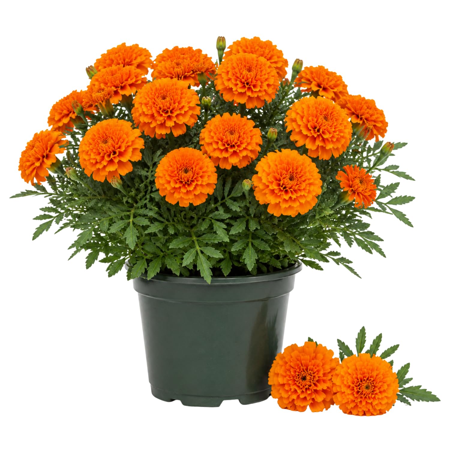 Orange African Marigold Plant 6-10 Inches, 4 Inch Pot, Hardy Marigold Flowers, Live Flowering Garden Plant for Planting
