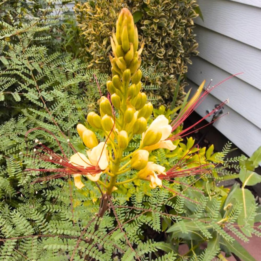 Yellow Mexican Bird of Paradise Plant Live, 5-6'' Tall, Yellow Pride of Barbados Tree, Bird of Paradise for Outdoor Planting, Well-Rooted
