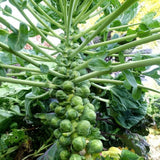 Pack 500+ Brussels Sprouts Seeds, Green Vegetable Seeds for Garden Planting