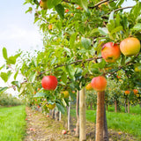 River Apple Tree Live Plant, Bareroot 2 to 3 Feet Tall, Sweet Apple Plant Live for Planting, Live Apple Tree Plant, Apple Fruit Tree