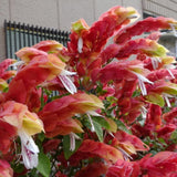 2 Live Red Shrimp Plants, 4 to 6 Inc Tall, Shrimp Plants Live for Planting Outdoor Indoor