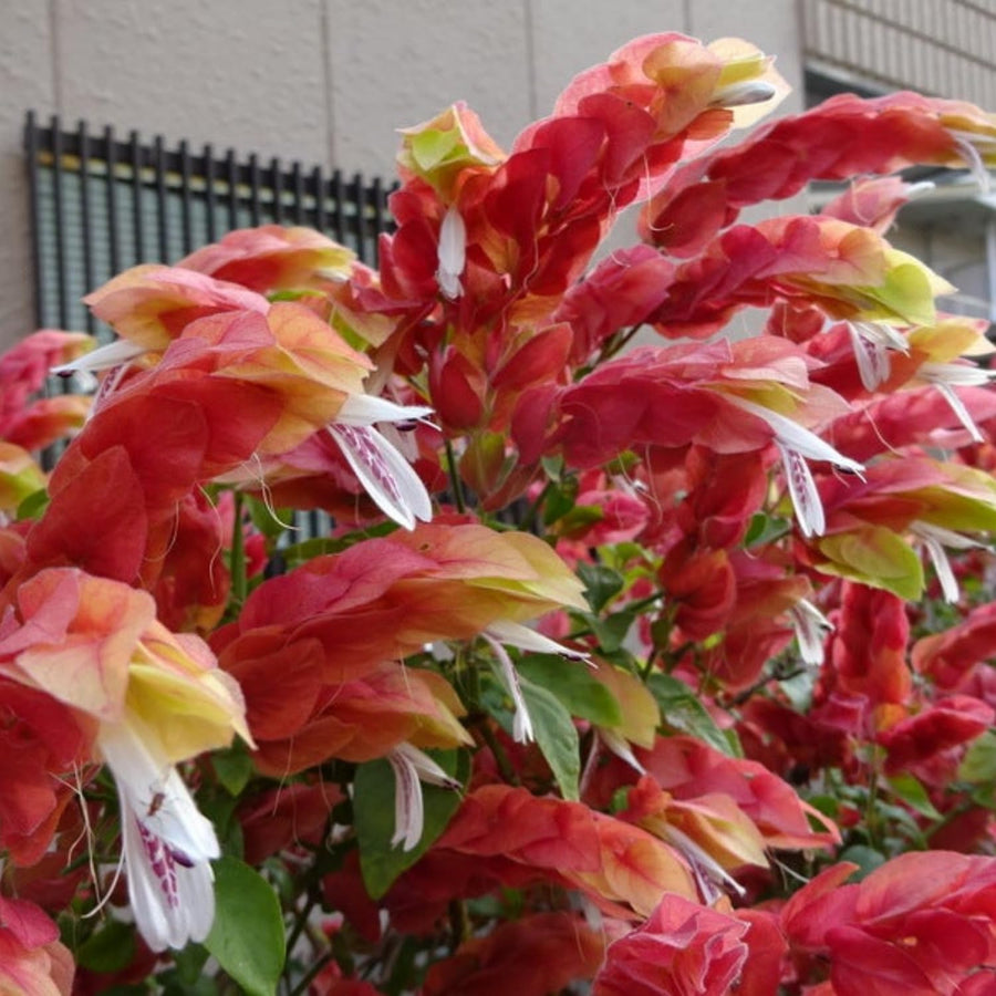 2 Live Red Shrimp Plants, 4 to 6 Inc Tall, Shrimp Plants Live for Planting Outdoor Indoor