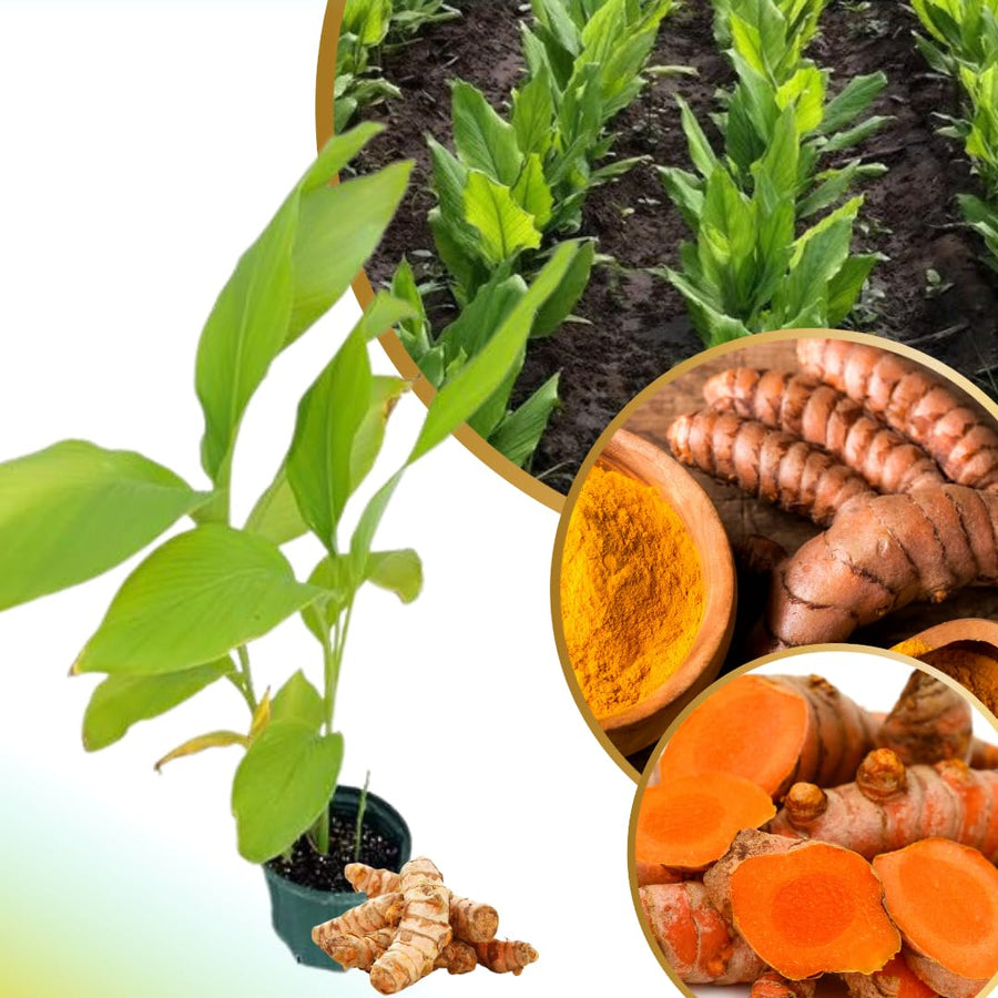 Curcuma Turmeric Ginger Plant Live for Planting, Hawaiian Ginger Flower Plant, Tropical Ginger Plant Well-Rooted for Indoor Outdoor Growing, 5-9" Tall