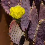 25 Purple Prickly Pear Cactus Seeds for Planting, Cactus Succulent for Home Decor Fast-Growing, Cold Hardy, Indoor Outdoor Planting