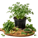 Live Green Cilantro Plant in 4 Inch Pot, Cilantro Herb Plant, Culinary Herb, Well Rooted for Indoor Herb Gardens and Outdoor Planting