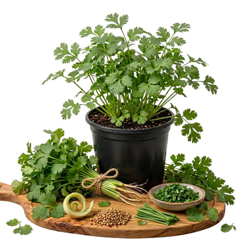 Live Green Cilantro Plant in 4 Inch Pot, Cilantro Herb Plant, Culinary Herb, Well Rooted for Indoor Herb Gardens and Outdoor Planting