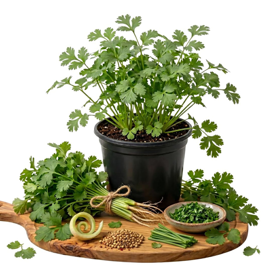Live Green Cilantro Plant in 4 Inch Pot, Cilantro Herb Plant, Culinary Herb, Well Rooted for Indoor Herb Gardens and Outdoor Planting
