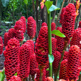 5-9" Awapuhi Shampoo Ginger Plants Live, Zingiber Zerumbet Pinecone Ginger Plants, Red Ginger Lily Flowers Outdoor Growing