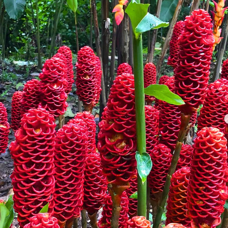 5-9" Awapuhi Shampoo Ginger Plants Live, Zingiber Zerumbet Pinecone Ginger Plants, Red Ginger Lily Flowers Outdoor Growing
