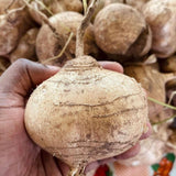 24 Jicama Seeds for Planting, Garden Vegetable Seeds for Home Growing