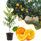 Live Navel Orange Tree, Seedless Sweet Orange Fruit, 3-4 Feet Tall, Ready for Planting