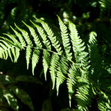 10 Lady Fern Roots, Fern Root for Shade Gardens, Landscape Borders and Container Growing