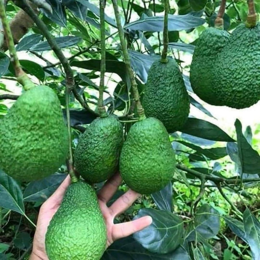 Avocado Tree Live Plant Starter Seedling, 5-8" in Tall, Cold Hardy Avocados Plant Tropical, HASS Avocado Trees