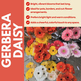 2 Random Gerbera Daisy Plants Live, Gerbera Daisies Flower Plants 5 to 7 Inches Tall, Ready to Bloom, Hardy Outdoor Plant