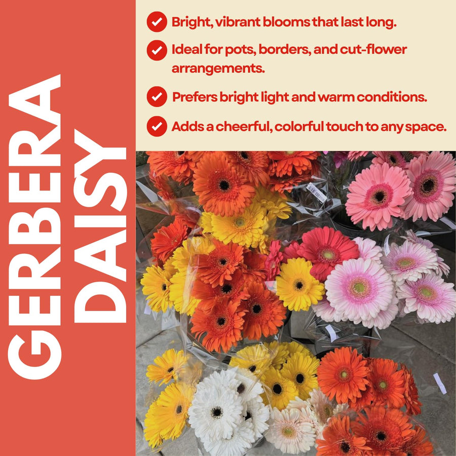 2 Random Gerbera Daisy Plants Live, Gerbera Daisies Flower Plants 5 to 7 Inches Tall, Ready to Bloom, Hardy Outdoor Plant
