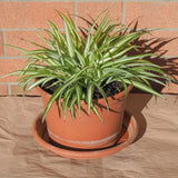 Curly Spider Plant Live, Variegated Spider Plant, 5-7 Inches Tall for Planting
