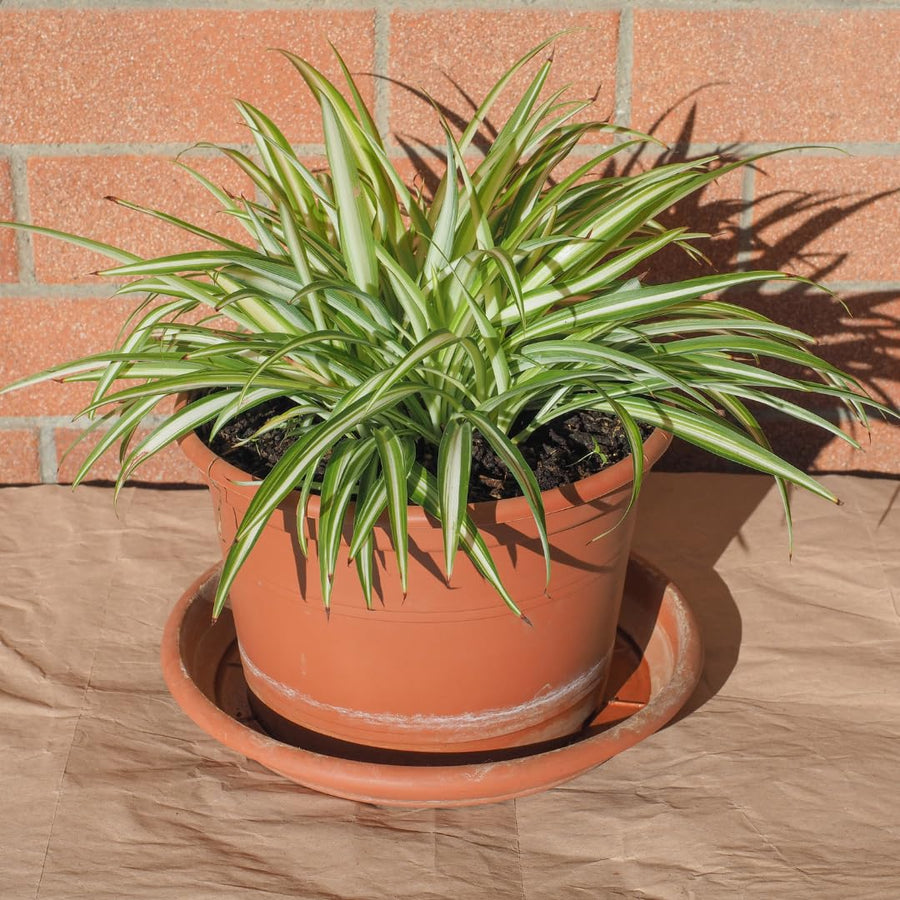 Curly Spider Plant Live, Variegated Spider Plant, 5-7 Inches Tall for Planting