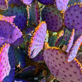 Prickly Pear Cactus Plants Live, 3.5 Inch Pot Purple Prickly Pear Cactus Plant, Hardy Perennial Succulents Plant
