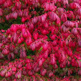 Set 5 Dwarf Burning Bush Bare Roots, Red Burning Bush Rooted Cuttings from 4 Inches in Height, Hardy Shrub Plant