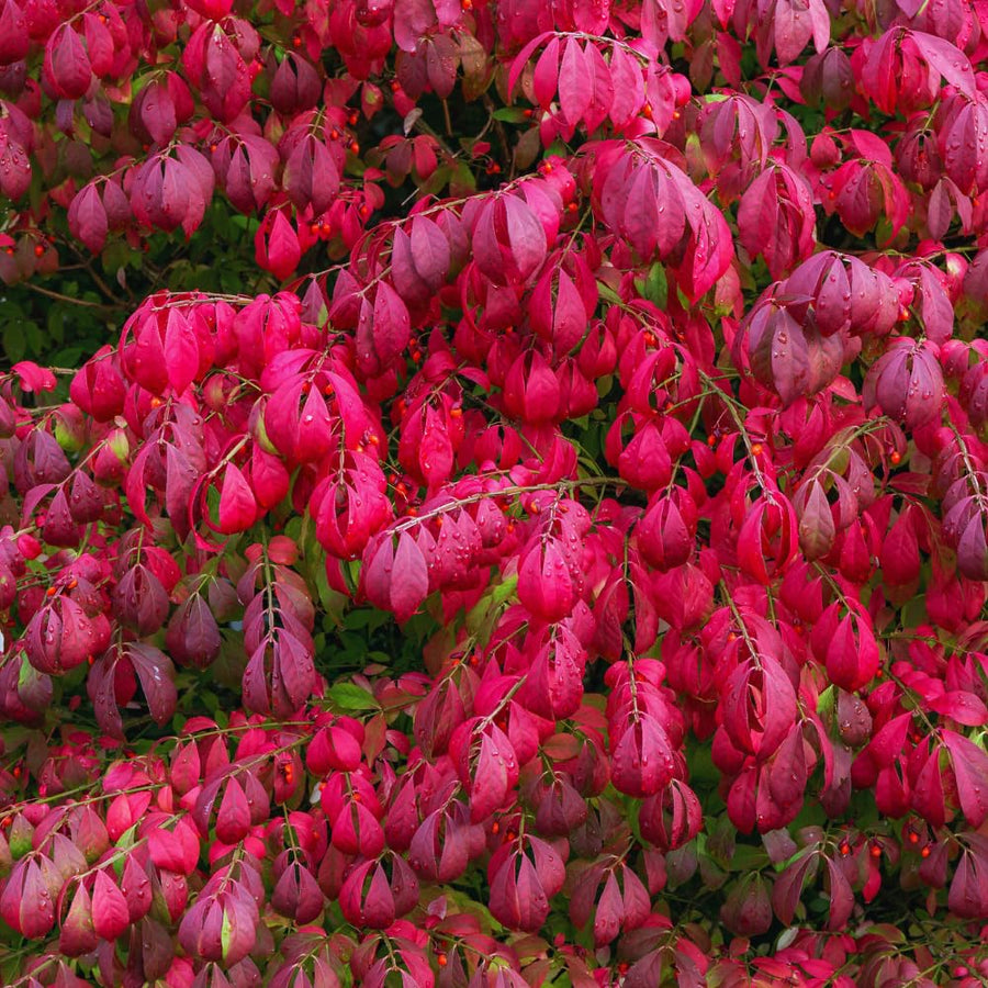 Set 5 Dwarf Burning Bush Bare Roots, Red Burning Bush Rooted Cuttings from 4 Inches in Height, Hardy Shrub Plant