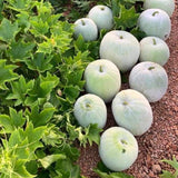Pack 60 Wax Gourd Winter Melon Seeds, Round Winter Melon Seed for Vegetable Garden, Ready for Planting