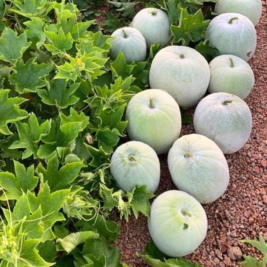 Pack 60 Wax Gourd Winter Melon Seeds, Round Winter Melon Seed for Vegetable Garden, Ready for Planting