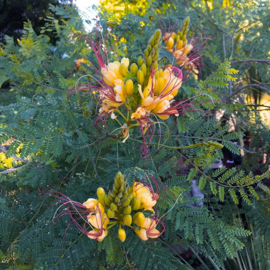 Yellow Mexican Bird of Paradise Plant Live, 5-6'' Tall, Yellow Pride of Barbados Tree, Bird of Paradise for Outdoor Planting, Well-Rooted