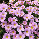 Oxalis Plant Live, Shamrock Spring Flower, 4 Inc Pot, Ornamental Oxalis Plant Live for Indoor Outdoor Garden, 4-8'' Tall (Light Purple)