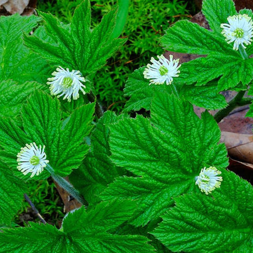 5 Goldenseal Roots for Planting, Golden Seal Live Roots Herb Perennial Plant, Hardy Shade Garden Woodland Spring for Outdoor Growing Zones 3–8